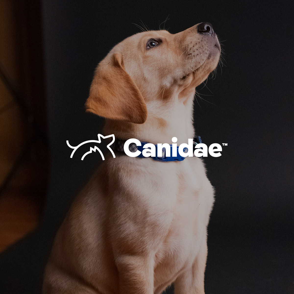 Canidae_January Digital_Case Study